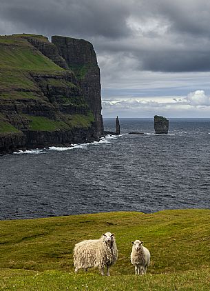 Portrait of two sheeps and in the background the sea stacks of Risin and Kellingin, Eysturoy Island, Faeroe islands, Denmark